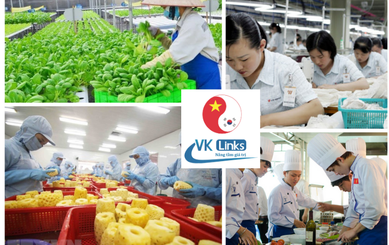 Xuất khẩu lao động Hàn Quốc nhiều ngành nghề